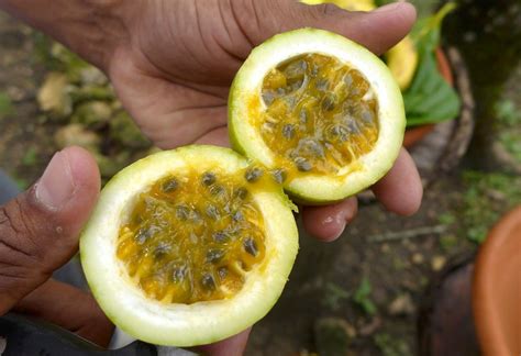 passion fruit in spanish dominican republic